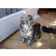Maine Coon - Kater