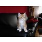 Maine Coon - Kater