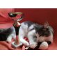 Maine Coon - Kater