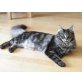 Maine Coon - Kater