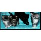 Maine Coon - Kater