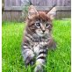 Maine Coon - Kater
