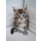 Maine Coon - Kater