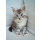 Maine Coon - Kater
