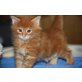 Maine Coon - Kater
