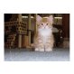 Maine Coon - Kater