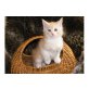 Maine Coon - Kater