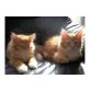 Maine Coon - Kater