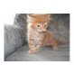 Maine Coon - Kater