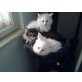 Maine Coon - Kater