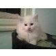 Maine Coon - Kater