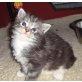 Maine Coon - Kater