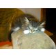 Maine Coon - Kater