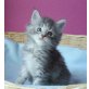 Maine Coon - Kater