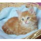 Maine Coon - Kater