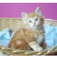 Maine Coon - Kater
