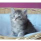 Maine Coon - Kater