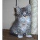 Maine Coon - Kater