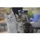 Maine Coon - Kater