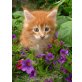 Maine Coon - Kater