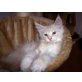 Maine Coon - Kater