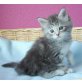 Maine Coon - Kater
