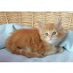 Maine Coon - Kater