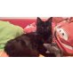 Maine Coon - Kater