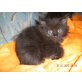 Maine Coon - Kater