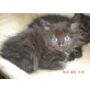 Maine Coon - Kater