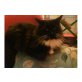 Maine Coon - Kater