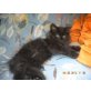 Maine Coon - Kater