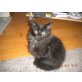 Maine Coon - Kater