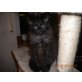 Maine Coon - Kater