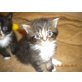 Maine Coon - Kater