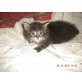 Maine Coon - Kater
