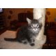 Maine Coon - Kater