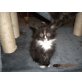 Maine Coon - Kater