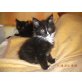 Maine Coon - Kater