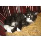 Maine Coon - Kater