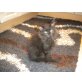 Maine Coon - Kater