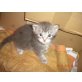 Maine Coon - Kater