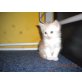 Maine Coon - Kater