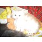 Maine Coon - Kater