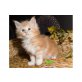 Maine Coon - Kater