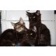 Maine Coon - Kater