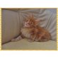 Maine Coon - Kater