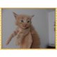 Maine Coon - Kater