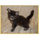 Maine Coon - Kater