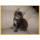 Maine Coon - Kater